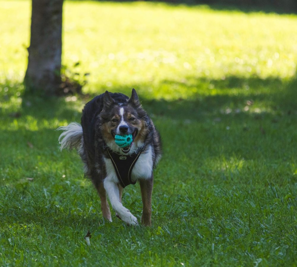 Energetic dog with a blue toy ball running through a sunlit park, showcasing playful energy and joy.